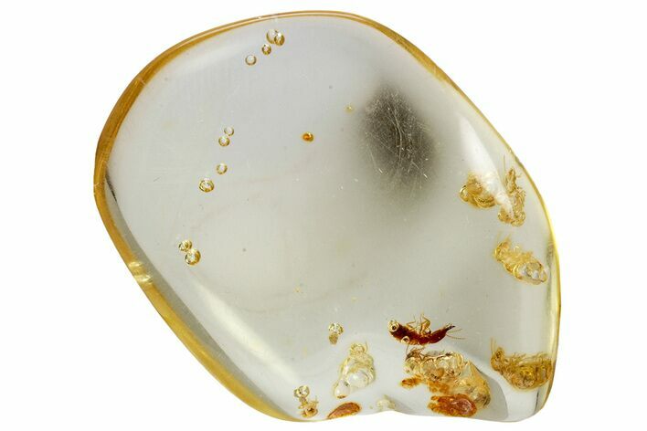 Polished Colombian Copal ( g) - Contains Termites! #326727